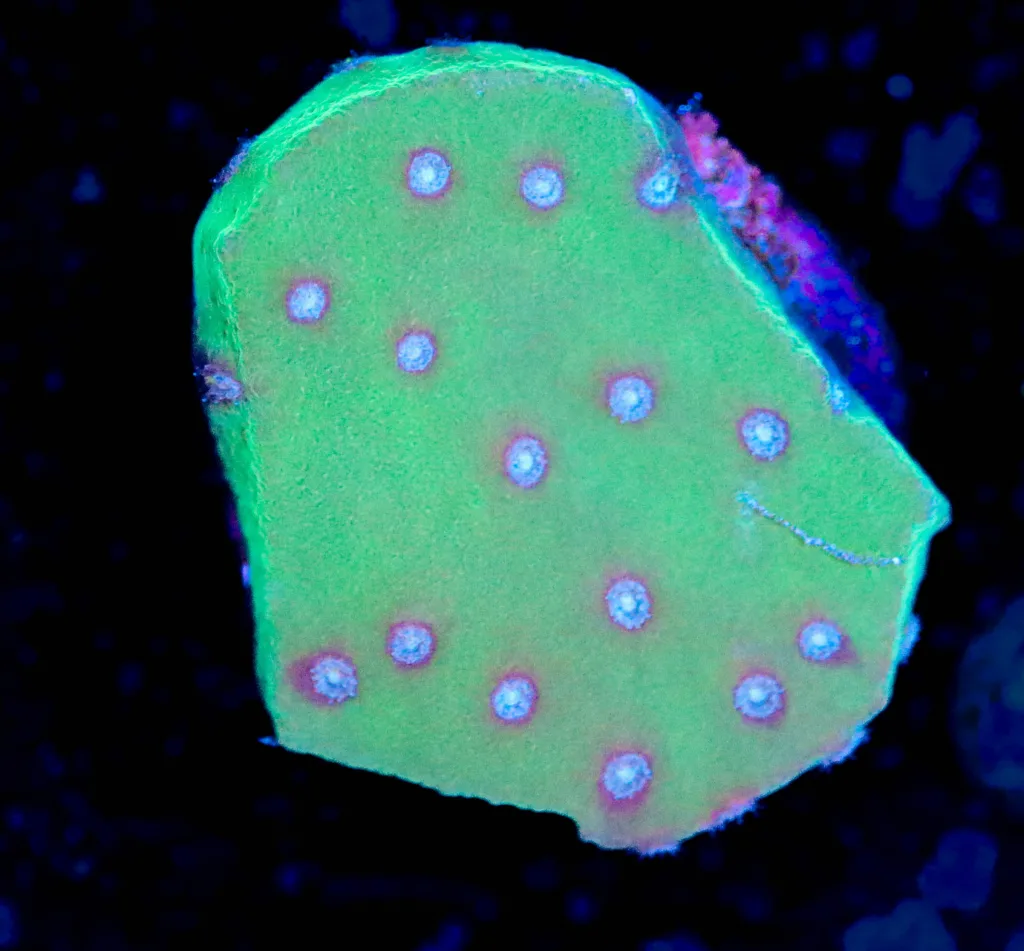 Frag Box Corals