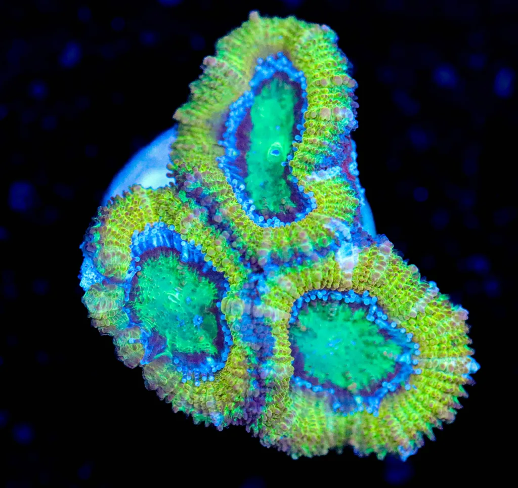 Frag Box Corals