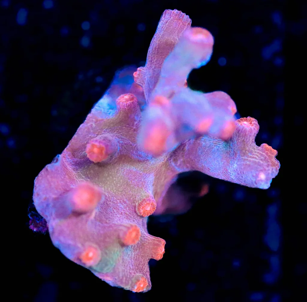 Frag Box Corals