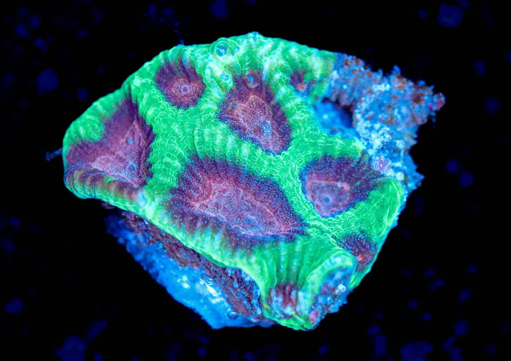 Frag Box Corals