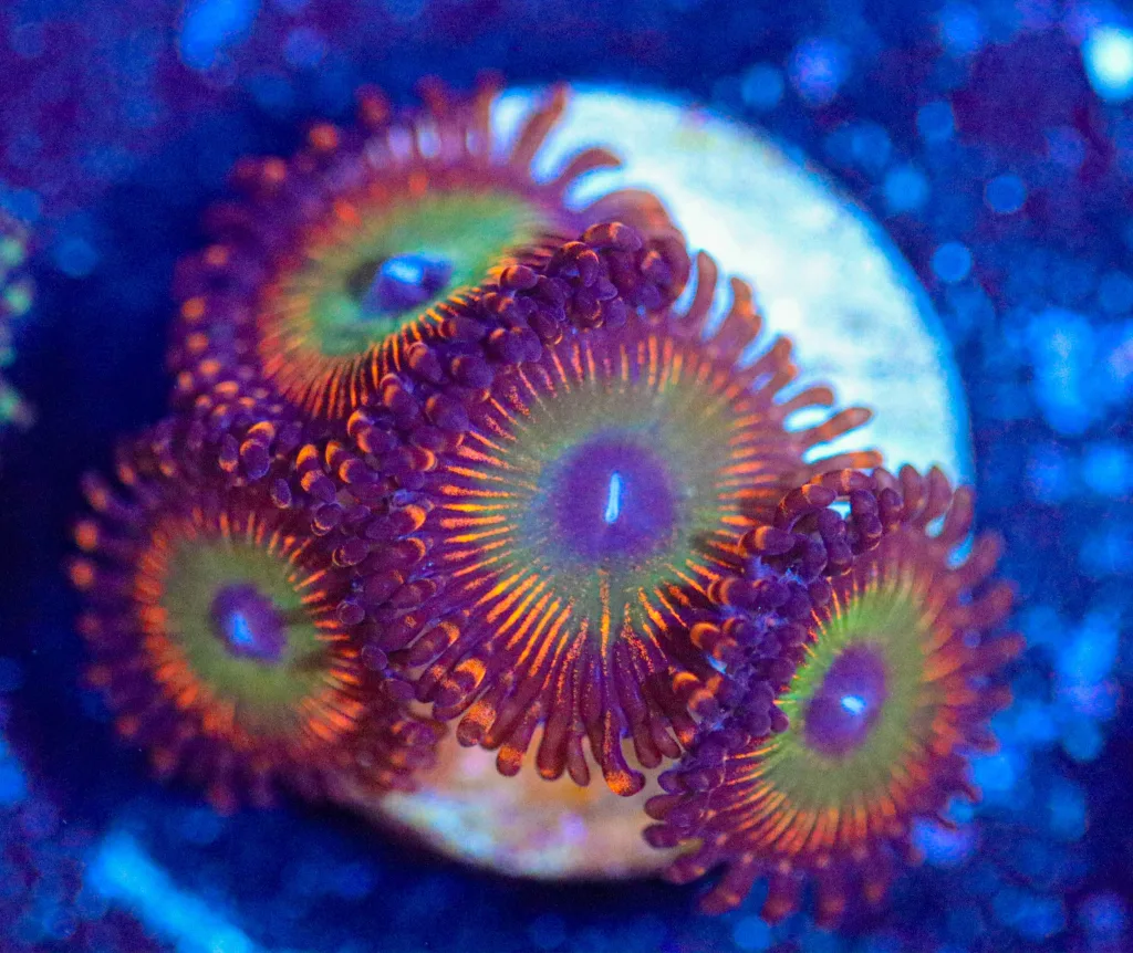 Frag Box Corals