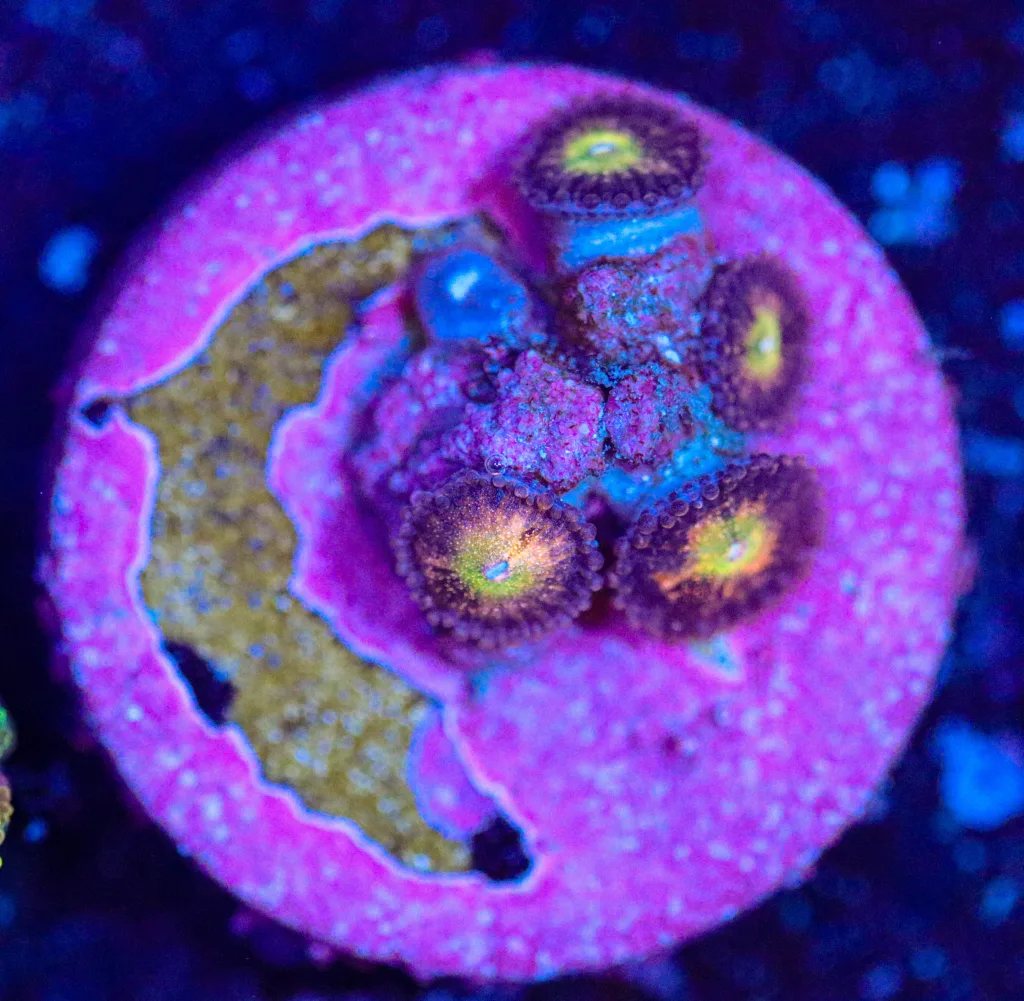 Frag Box Corals