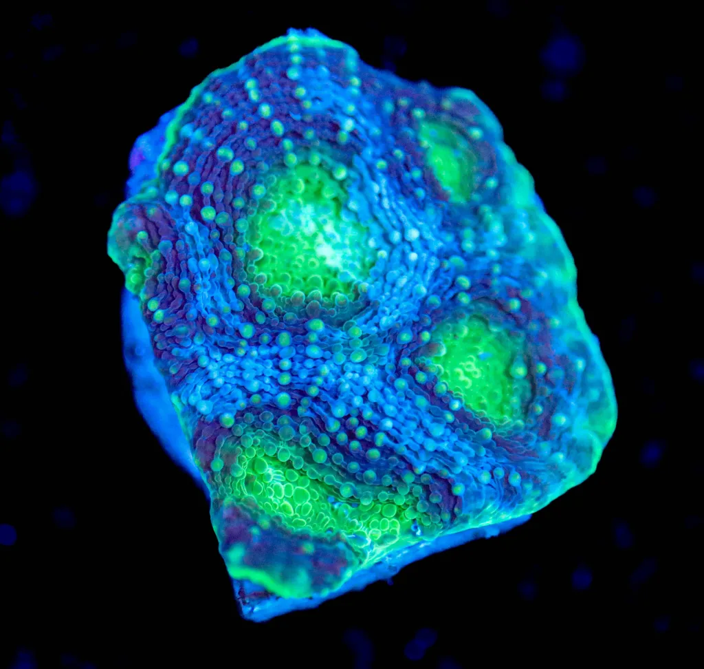 Frag Box Corals