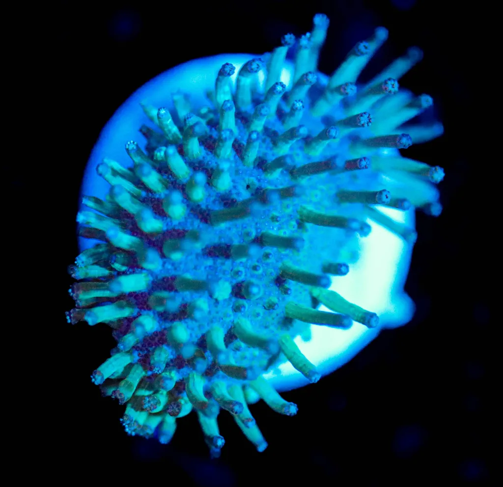 Frag Box Corals
