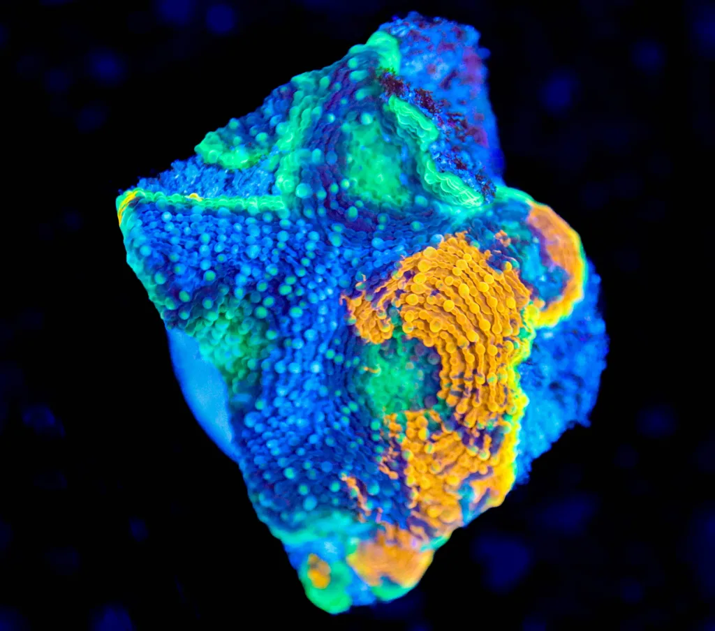 Frag Box Corals