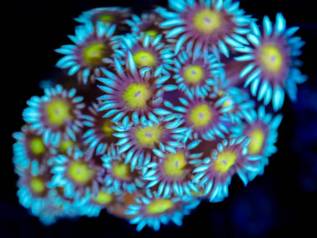 Frag Box Corals
