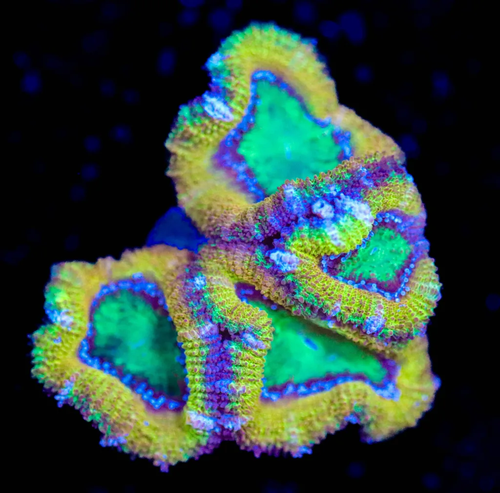 Frag Box Corals