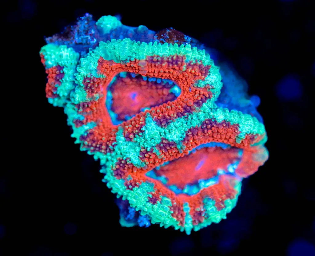 Frag Box Corals