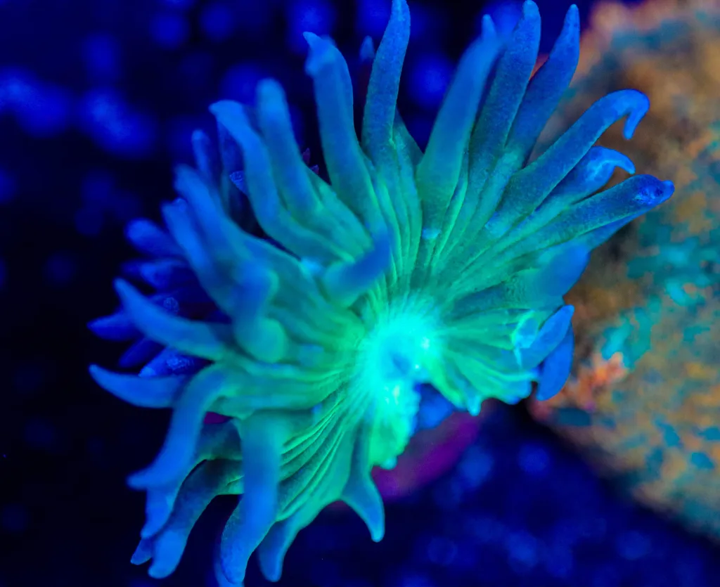 Frag Box Corals