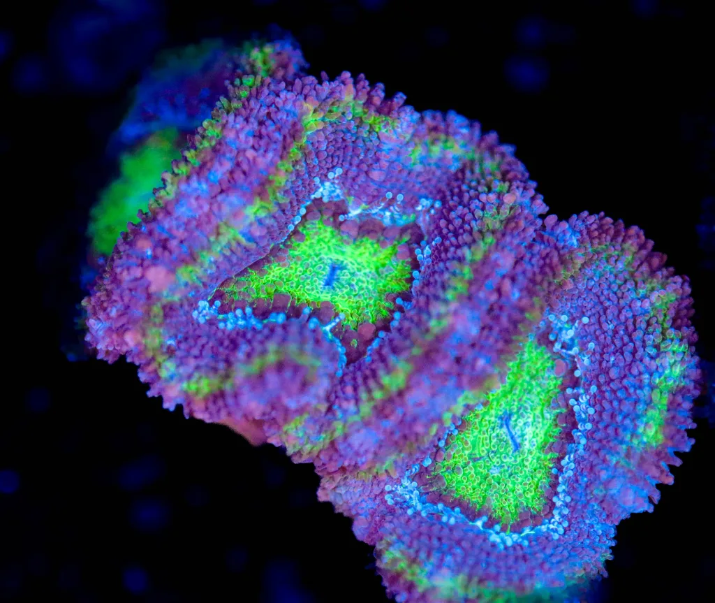 Frag Box Corals