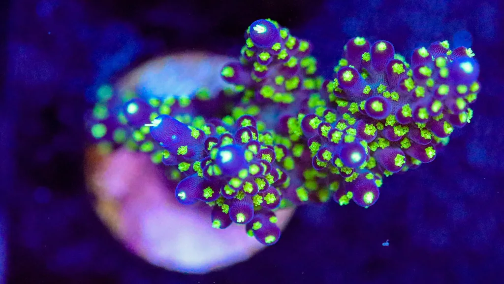 Frag Box Corals