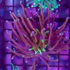 Wysiwyg Torch Coral (C5)
