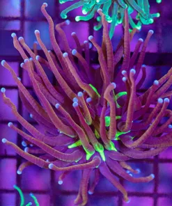 Wysiwyg Torch Coral (C5)