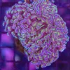 Wysiwyg Branching Hammer Coral Colony (C7) *pick up only* early black friday sale save 50%