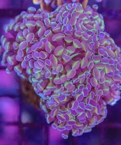 Wysiwyg Branching Hammer Coral Colony (C7)
