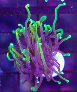 Wysiwyg Small Dragon Soul Torch Coral (C12)