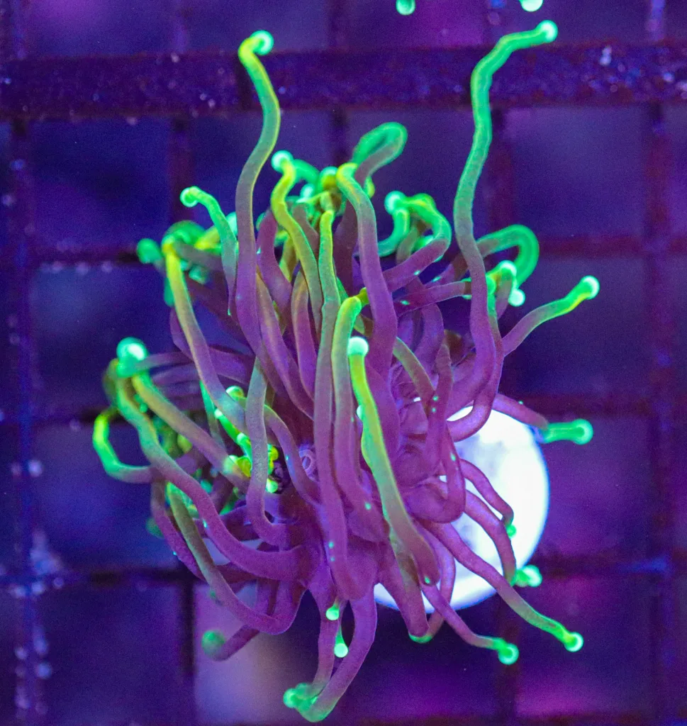 Frag Box Corals