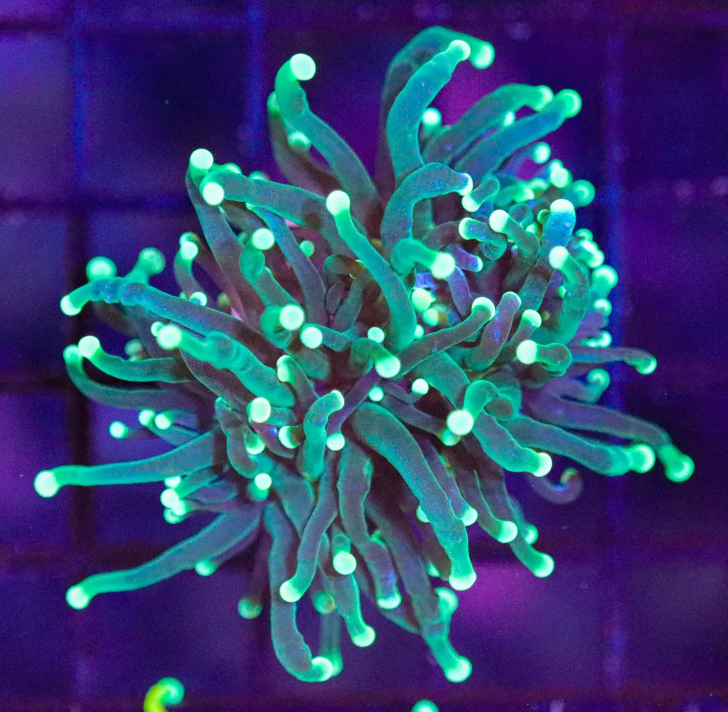 Frag Box Corals