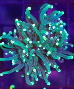 WYsiwyg Avocado Torch Coral (C13)