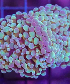Wysiwyg Hammer Coral (C23)