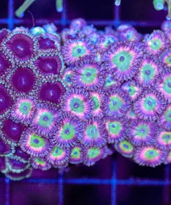 Wysiwyg Combo Zoanthid Coral Coral (C64)