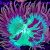 Wysiwyg Aussie Elegance Coral (C65) *Free shipping – NO MINIMUM livestock spend*
