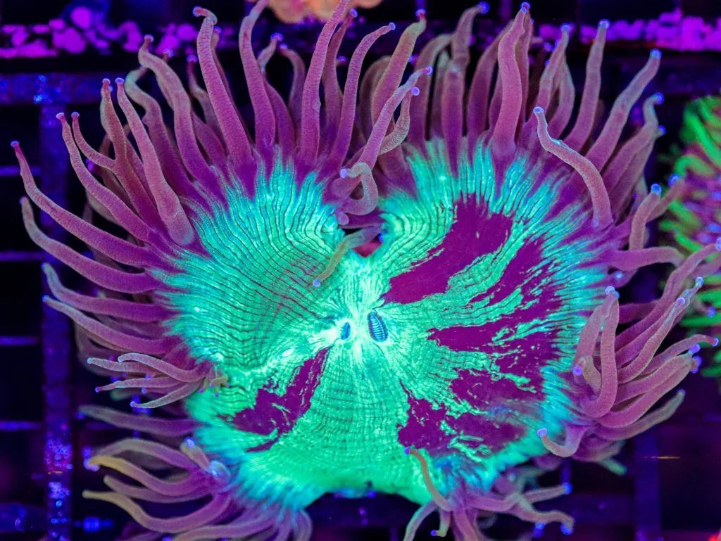 Frag Box Corals