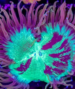 Wysiwyg Aussie Elegance Coral (C65) *Free shipping – NO MINIMUM livestock spend*