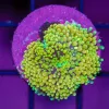 Wysiwyg Yellow Ricordea Florida Mushroom Coral (C111)