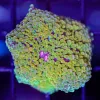Wysiwyg Large Florida Ricordea Mushroom Coral (C120)