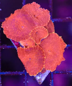 Wysiwyg Small Rock Covered In Mushrooms (C138)