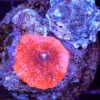 Wysiwyg Mushroom Coral (C142)