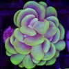 Wysiwyg Bubble Coral Colony (C145)