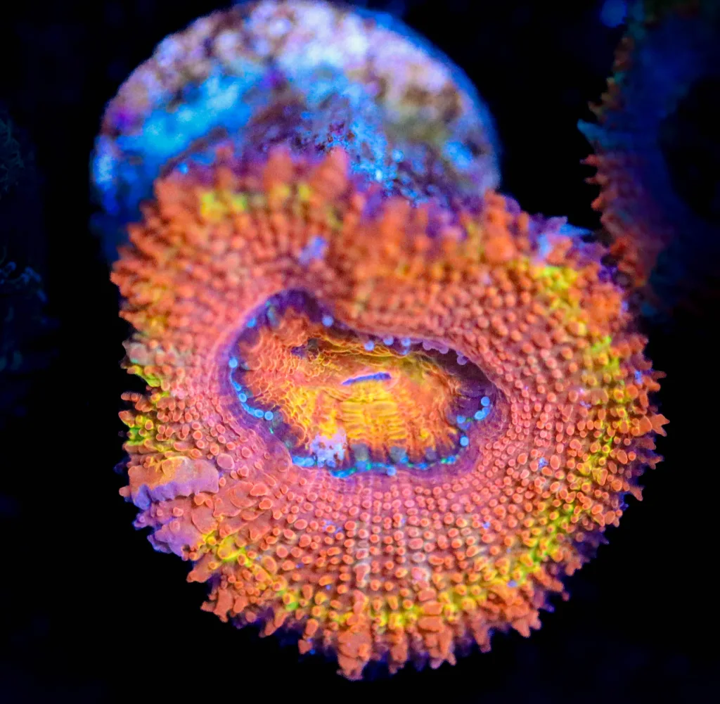 Frag Box Corals