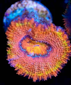 Wysiwyg Ultra Acan Frag [F4]