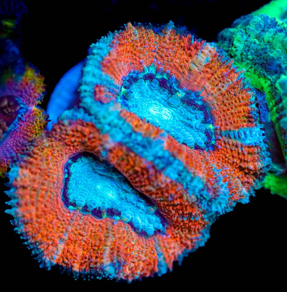 Frag Box Corals