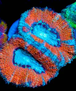 Wysiwyg Double Frozen Acan Frag [F6]