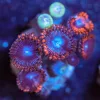 Wysiwyg Blue Zoanthid FragFrag [F16]