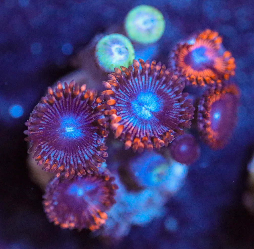 Frag Box Corals