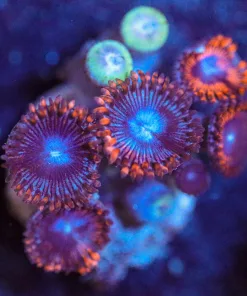 Wysiwyg Blue Zoanthid FragFrag [F16]