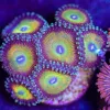 Wysiwyg Vitamin C+ Zoanthid Frag [F31]