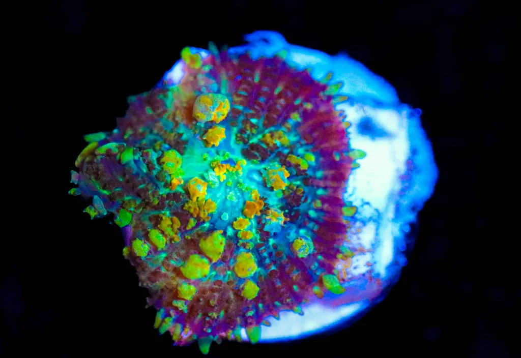 Frag Box Corals