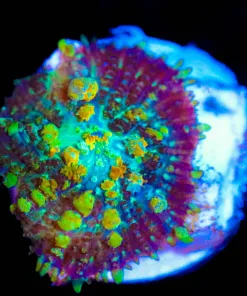 Wysiwyg Powerball Bounce Mushroom [F37]