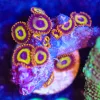 Wysiwyg Fruit Loop Zoanthid Frag [F38] *Free shipping – minimum $199 livestock spend*