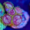 Wysiwyg Jumangi Zoanthid Frag [F40]
