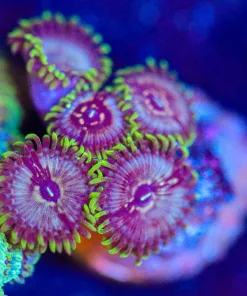 Wysiwyg Jumangi Zoanthid  Frag [F40]