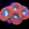 Wysiwyg Acan Micromussa Coral Frag [F42]