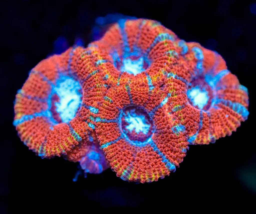 Frag Box Corals