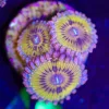 Wysiwyg 3x Golden Chiquita Zoanthid Frag [F46] *rare*