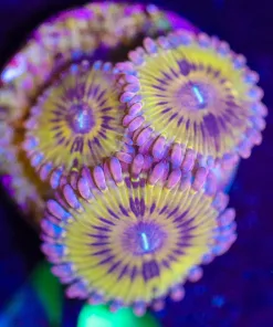 Wysiwyg 3x Golden Chiquita Zoanthid Frag [F46] *rare*